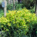 Spiraea japonica ‘Goldflame’ - 15-20