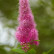 Spiraea billardii - 40-50