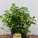 Viburnum tinus ‘Eve Price‘ - 40-50