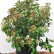 Viburnum tinus ‘Eve Price‘ - 50-60