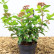 Viburnum tinus Lisarose - 25-30