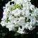 Viburnum burkwoodii ‘Ann Russell’ - 50-60