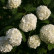 Viburnum opulus ‘Roseum‘ - 40-50