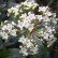 Viburnum tinus ‘Gwenllian’ - 40-50
