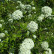 Viburnum burkwoodii - 50-60