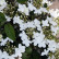 Viburnum plicatum ‘Summer Snowflake’ - 40-50