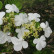 Viburnum plicatum tomentosum - 60-80