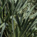 Yucca filamentosa ‘Bright Edge’ - 40-50