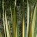 Yucca filamentosa ‘Color Guard’ - 40-50