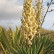 Yucca gloriosa - 40-50