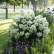 Hydrangea paniculata ‘Bobo’ ® - 20-25