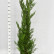 Cupressocyparis leylandii - 175-200