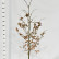 Fagus sylvatica ‘Atropunicea’ - 150-175