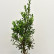 Ilex aquifolium ‘Alaska’ - 100-125