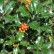 Ilex aquifolium - 40-60