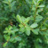 Ilex crenata ‘Green Hedge’ - 200-225