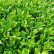 Ilex crenata LUXUS ® Hedge - 35-40
