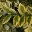 Ligustrum ovalifolium ‘Aureum’ - 60-80