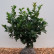 Prunus laurocerasus ‘Ani‘ - 50-60