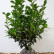 Prunus laurocerasus ‘Ani‘ - 60-80