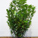 Prunus laurocerasus ‘Ani‘ - 80-100