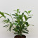 Prunus laurocerasus ‘Caucasica’ - 50-60