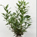 Prunus laurocerasus ‘Caucasica’ - 60-80