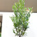 Prunus laurocerasus ‘Caucasica’ - 125-150