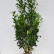 Prunus laurocerasus ‘Caucasica’ - 150-175