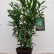 Prunus laurocerasus ‘Elly’ ® - 80-100