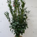 Prunus laurocerasus ‘Elly’ ® - 100-125
