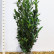 Prunus laurocerasus ‘Elly’ ® - 125-150