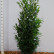 Prunus laurocerasus ‘Elly’ ® - 175-200
