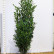 Prunus laurocerasus ‘Elly’ ® - 225-250