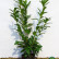 Prunus laurocerasus ‘Novita‘ - 80-100