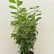 Prunus laurocerasus ‘Novita‘ - 80-100