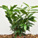 Prunus laurocerasus ‘Reynvaanii’ - 40-50