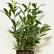 Prunus laurocerasus ‘Reynvaanii‘ - 50-60