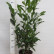 Prunus laurocerasus ‘Reynvaanii‘ - 60-80