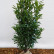 Prunus laurocerasus ‘Reynvaanii‘ - 100-125