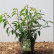 Prunus lusitanica ‘Angustifolia’ - 30-40