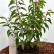 Prunus lusitanica ‘Angustifolia’ - 40-50