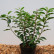 Prunus lusitanica ‘Angustifolia’ - 40-50