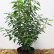 Prunus lusitanica ‘Angustifolia’ - 50-60