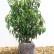 Prunus lusitanica ‘Angustifolia’ - 50-60
