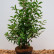 Prunus lusitanica ‘Angustifolia’ - 60-80