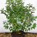 Prunus lusitanica ‘Angustifolia’ - 60-80