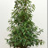 Prunus lusitanica ‘Angustifolia’ - 80-100