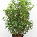 Prunus lusitanica ‘Angustifolia’ - 100-125