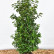 Prunus lusitanica ‘Angustifolia’ - 100-125
